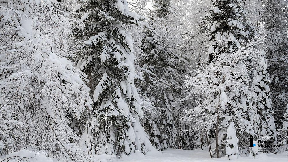 Потерявшегося в ночном лесу охотника спасли в Снежинске