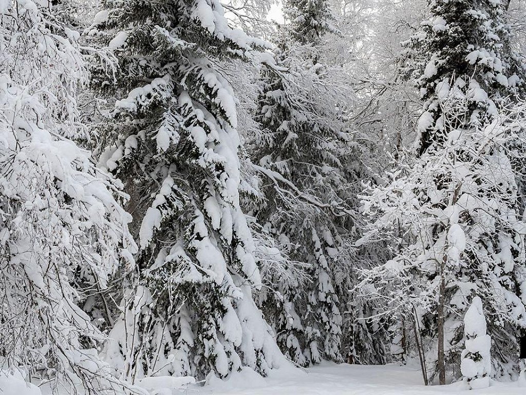 Потерявшегося в ночном лесу охотника спасли в Снежинске