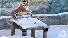 В Челябинском зоопарке питомцам вручили подарки