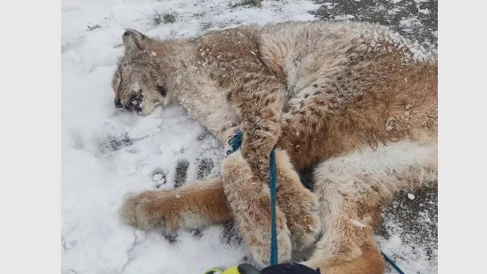 Рысь с симптомами бешенства напала на ребенка в Башкирии