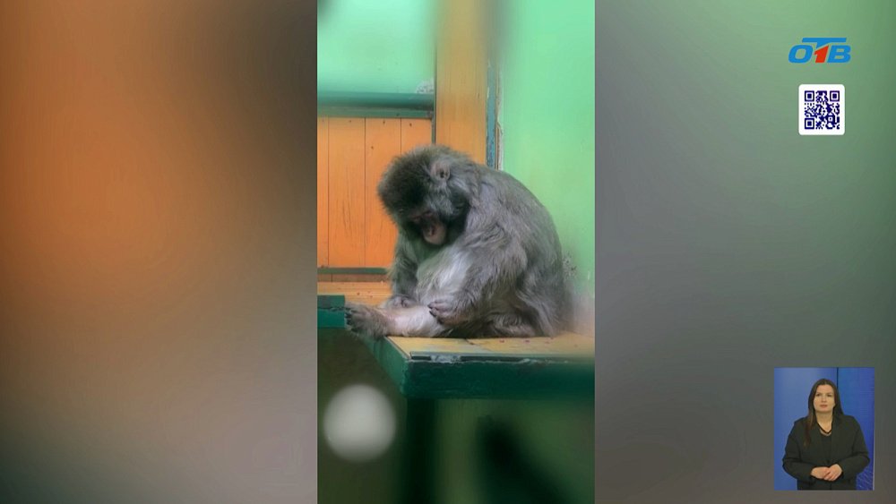 Японская макака Тоша из Челябинского зоопарка приводит себя в порядок после каникул