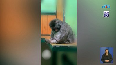 Японская макака Тоша из Челябинского зоопарка приводит себя в порядок после каникул