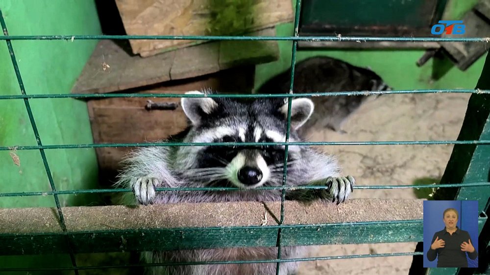 Животные в челябинском приюте «Спаси меня» получили подарки