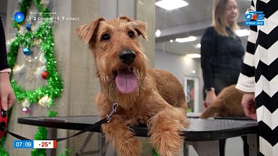 Ирландский терьер в рубрике «Усы, лапы и хвост»