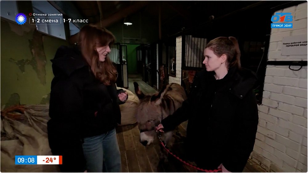 Поговорим об ослах и их упрямом характере в прямом включении