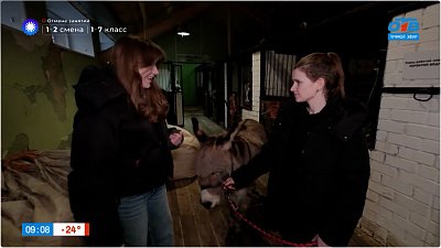 Поговорим об ослах и их упрямом характере в прямом включении