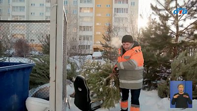 Как правильно выбросить елку после праздников