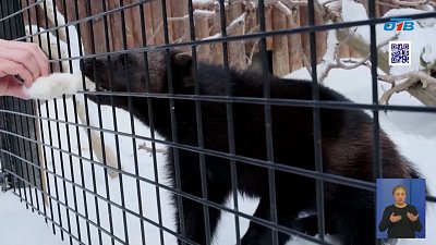 В Челябинском зоопарке рассказали, как вернуться в рабочий ритм на примере своих подопечных