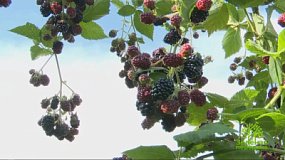 В «Зеленой передаче» расскажут о размножении растений