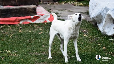 В трех поселках Челябинской области на два месяца ввели карантин по бешенству