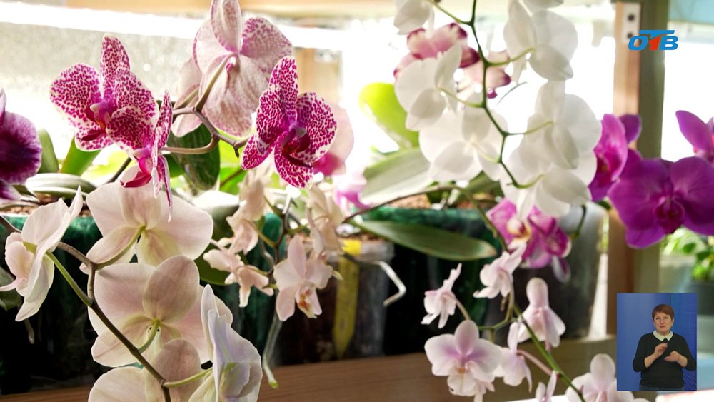 Жительница Снежинска выращивает орхидеи в домашней оранжерее