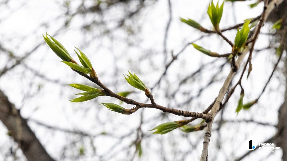 Весну-2026 в России ожидают теплее обычного