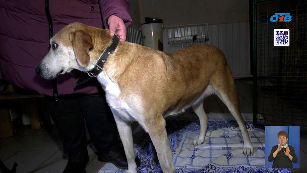 Челябинский приют для собак нуждается в помощи