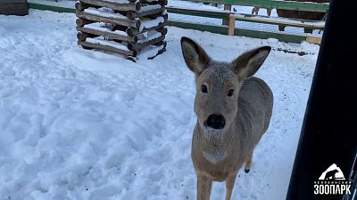 Сотрудники Челябинского зоопарка заботятся о питомцах в морозы