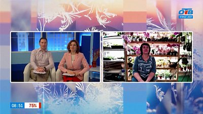 О красавицах-орхидеях — Гость на связи