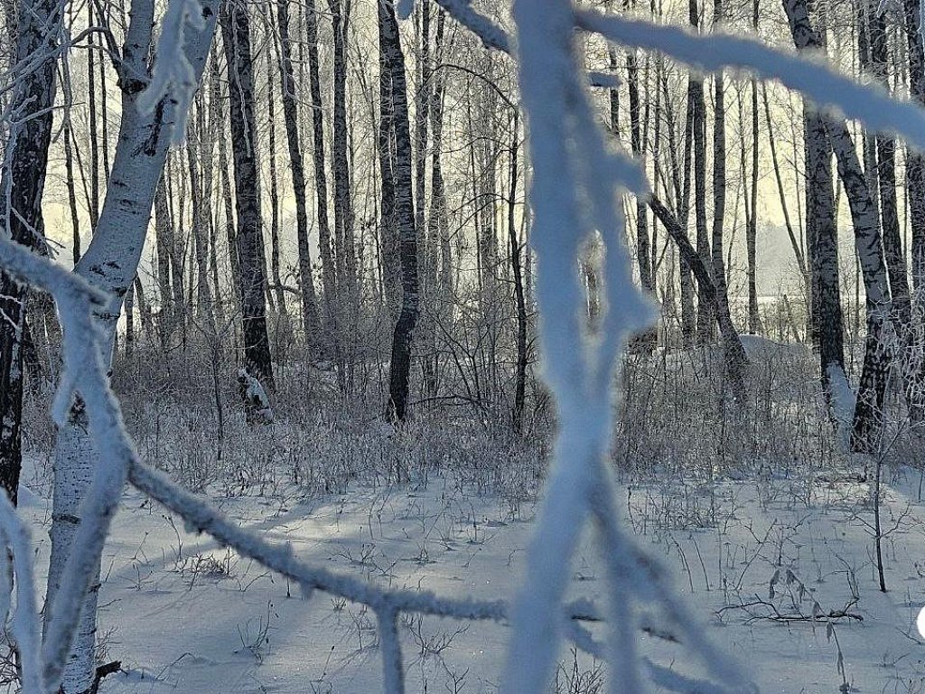 Зимняя «перепись» диких животных стартовала в Челябинской области