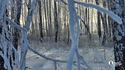 Зимняя «перепись» диких животных стартовала в Челябинской области