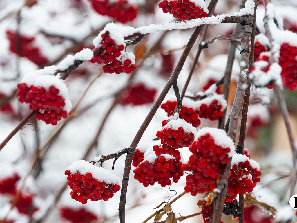 Снег и мороз до −24 градусов ждут жителей Челябинской области 21 января