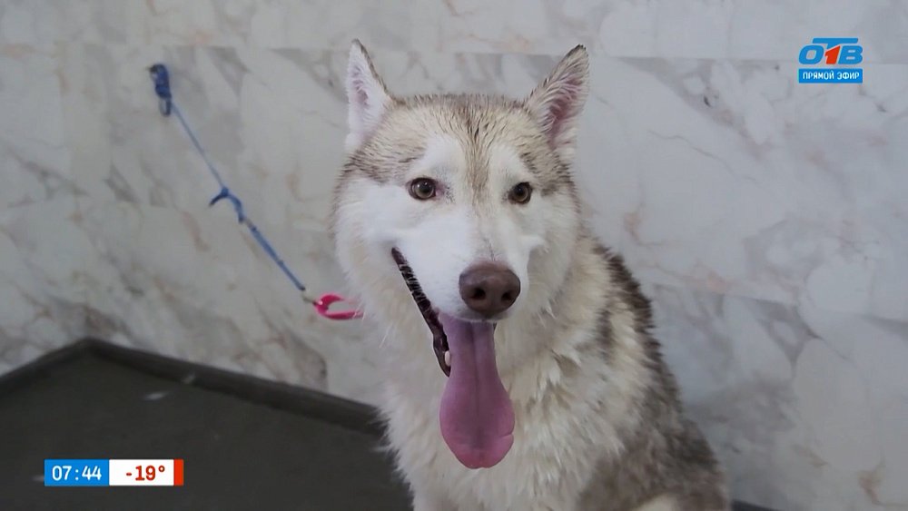 Груминг для трусишки в рубрике «Усы, лапы и хвост»