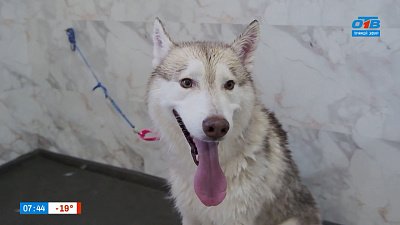 Груминг для трусишки в рубрике «Усы, лапы и хвост»