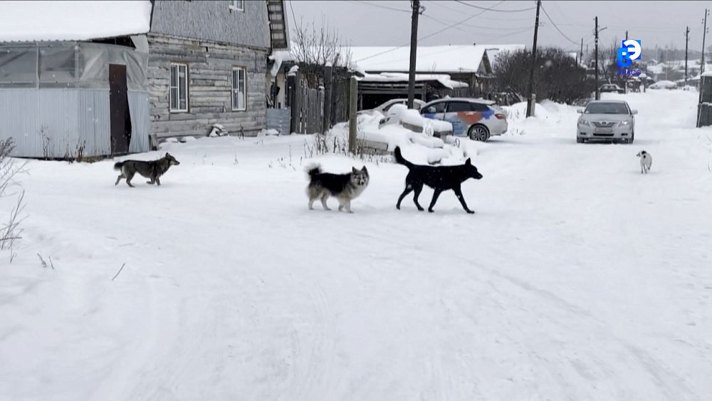 В Миассе от бездомных собак пострадал восьмилетний мальчик