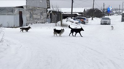 В Миассе от бездомных собак пострадал восьмилетний мальчик