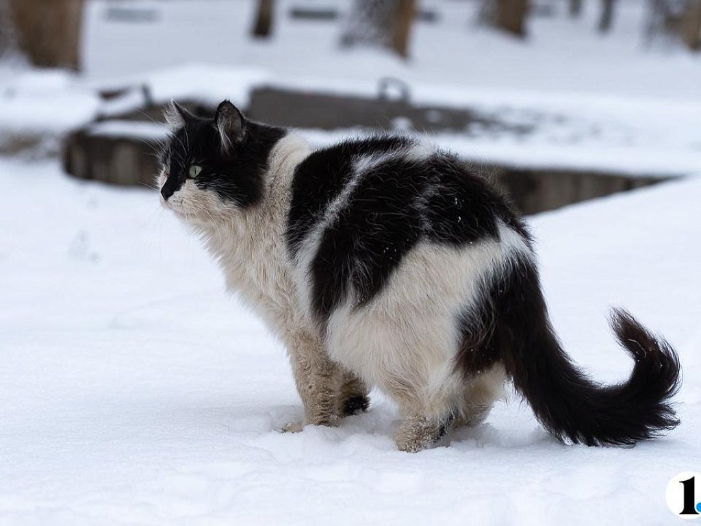 В Челябинской области бешенство нашли у кошки, собаки и коровы и ввели карантин