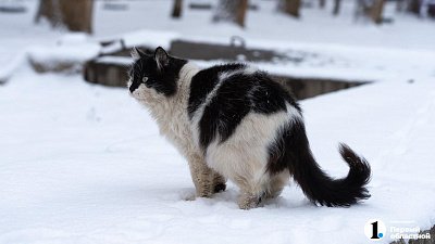 В Челябинской области бешенство нашли у кошки, собаки и коровы и ввели карантин
