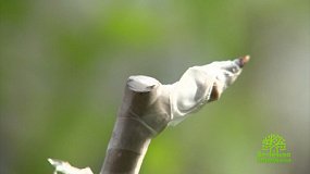 На телеканале ОТВ расскажут о правильной технике прививки плодовых деревьев