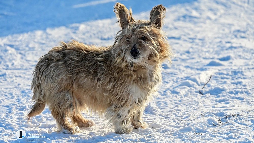 В России из‑за морозов начали открывать пункты обогрева для бездомных животных