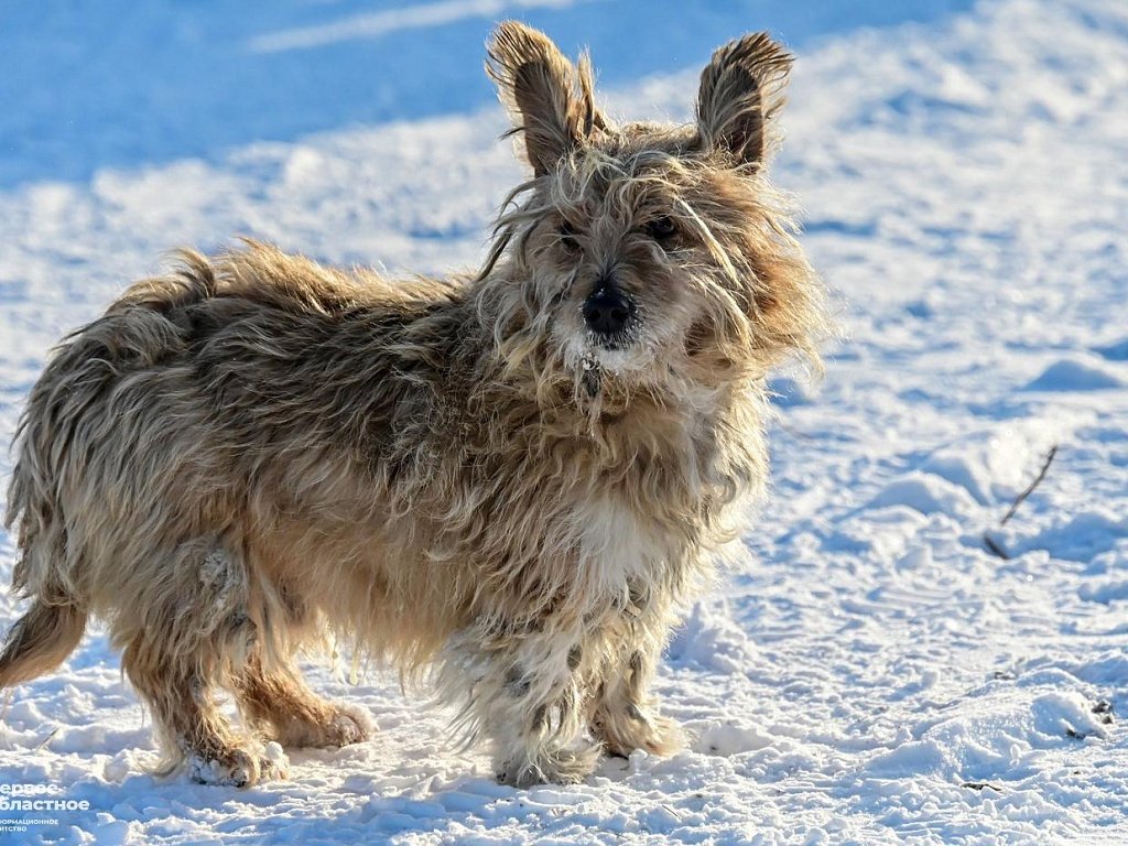 В России из‑за морозов начали открывать пункты обогрева для бездомных животных