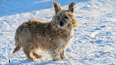В России из‑за морозов начали открывать пункты обогрева для бездомных животных