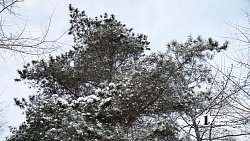 Сильный мороз в Челябинске заставил фотографов выйти на улицу