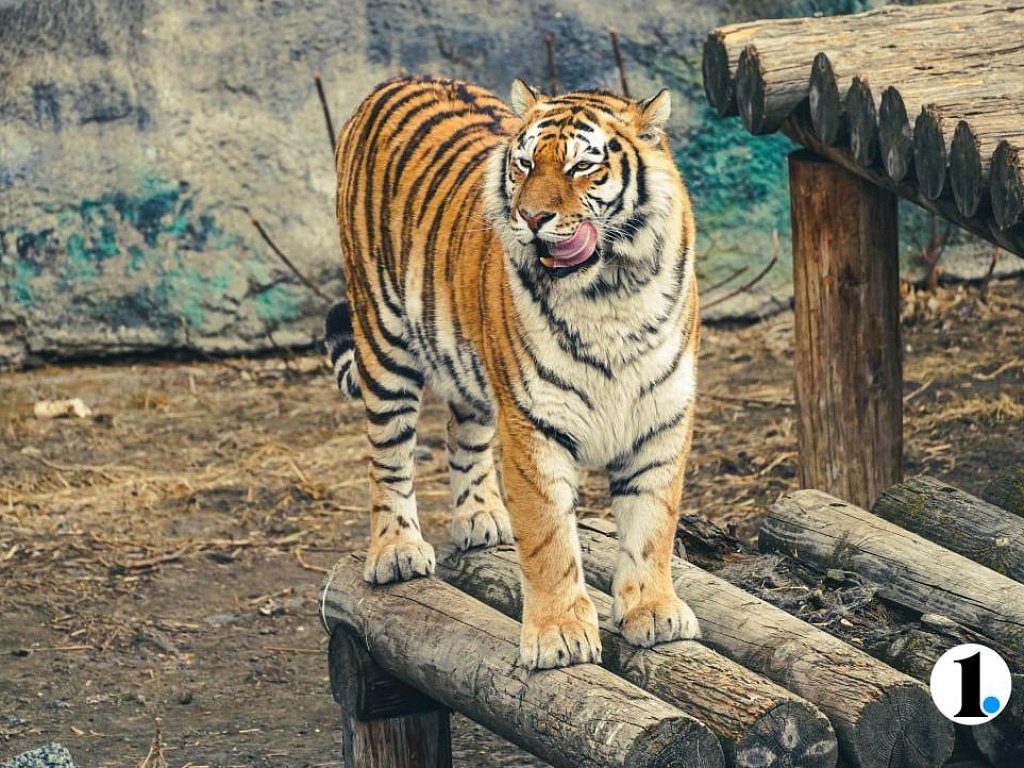 У больших кошек в челябинском зоопарке обнаружили проблемы со здоровьем