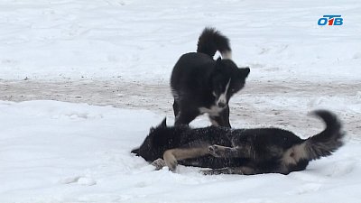 В Миассе собака напала на ребенка