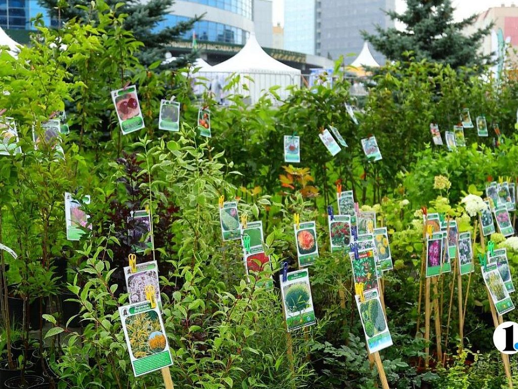 Южноуральский предприниматель торговал семенами овощей без документов