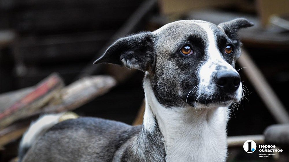 Бездомная собака укусила челябинку за ногу в Металлургическом районе