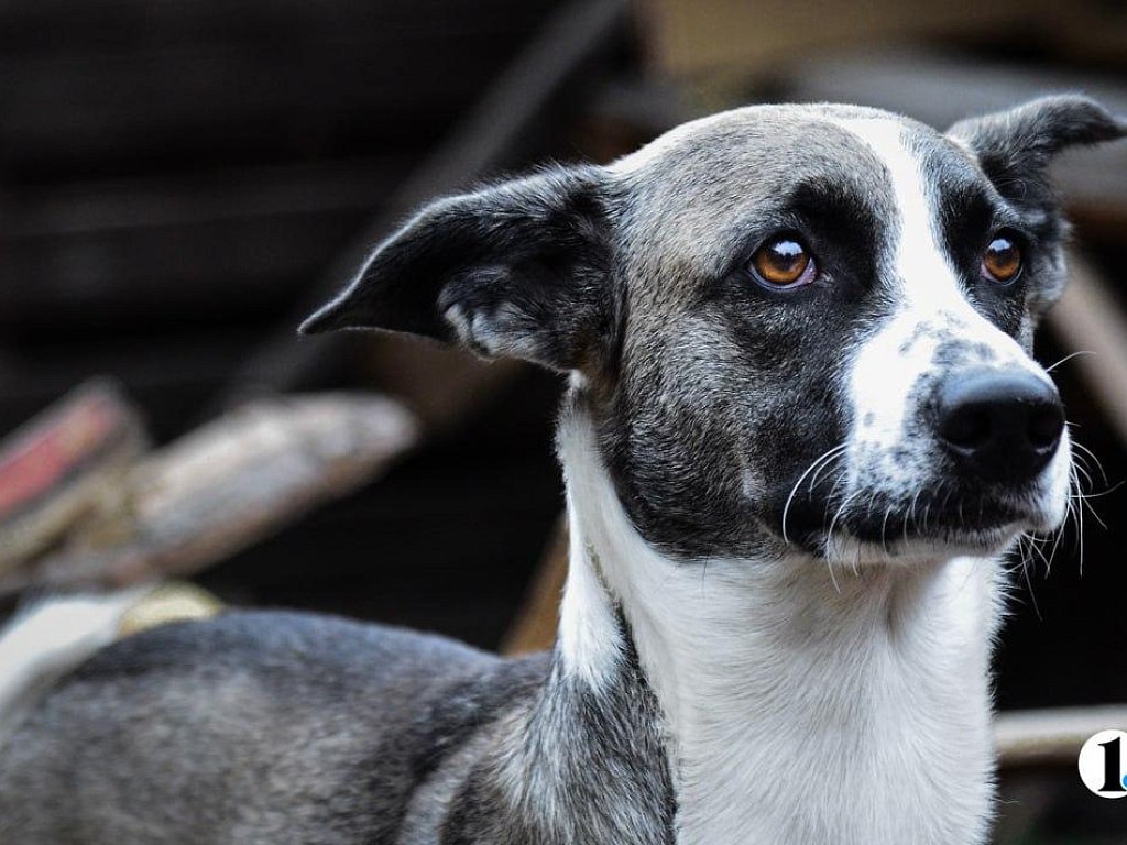 Бездомная собака укусила челябинку за ногу в Металлургическом районе
