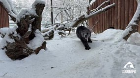 Росомаха Бира в Челябинском зоопарке не боится морозов