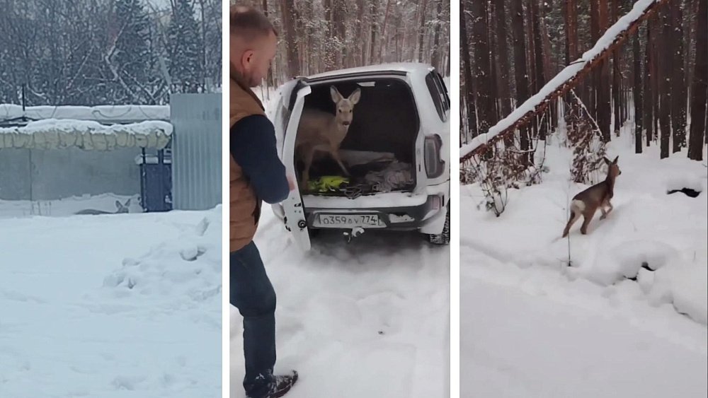 В промзоне Миасса охотинспекторы спасли молодую косулю от трех собак