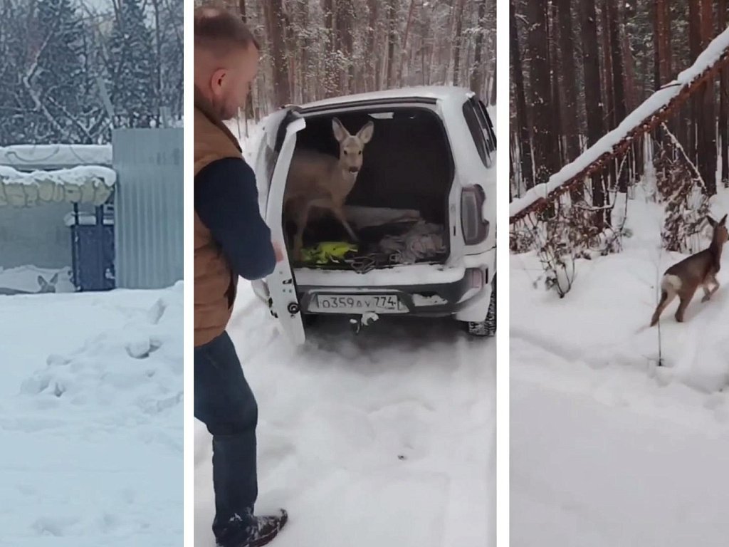 В промзоне Миасса охотинспекторы спасли молодую косулю от трех собак