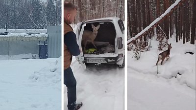 В промзоне Миасса охотинспекторы спасли молодую косулю от трех собак