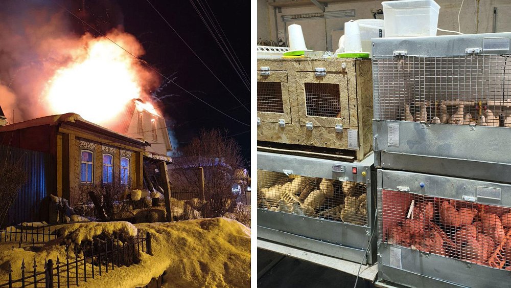 «Они для чего-то выжили»: фермер из Челябинской области потерял все, кроме надежды