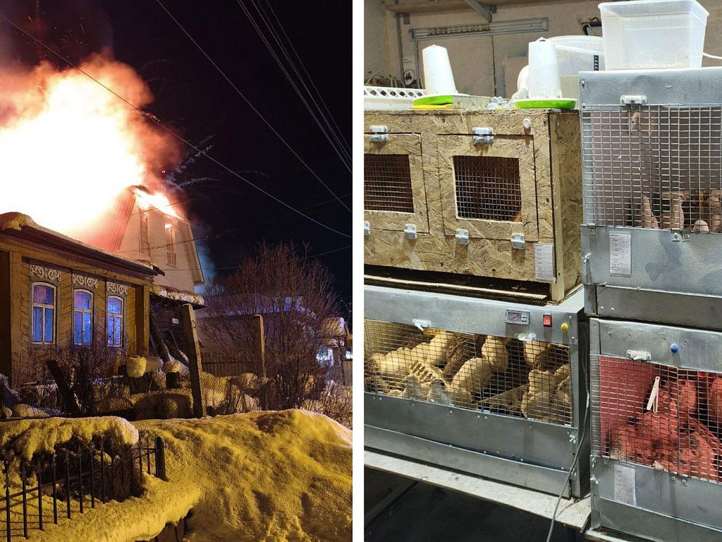 «Они для чего-то выжили»: фермер из Челябинской области потерял все, кроме надежды