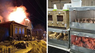 «Они для чего-то выжили»: фермер из Челябинской области потерял все, кроме надежды