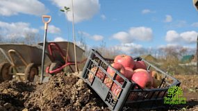 Как правильно высаживать растения