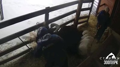 Страус станцевал танец для кипера в Челябинском зоопарке