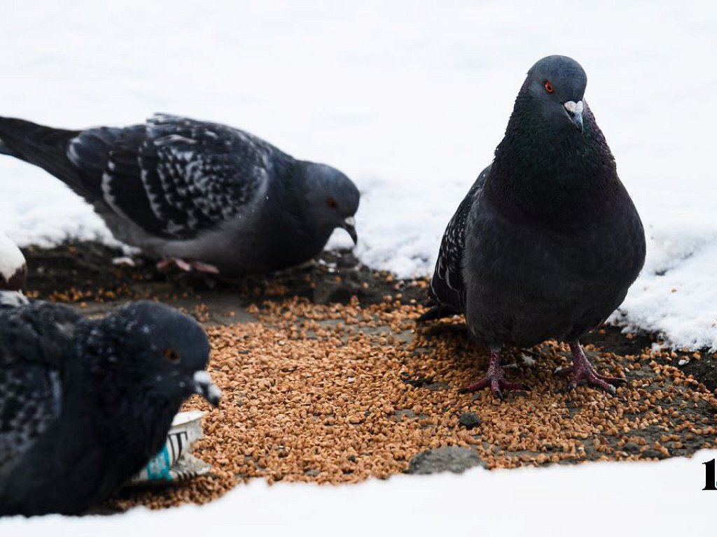 Южноуральцев ждет последний аномально холодный день в январе‑2026
