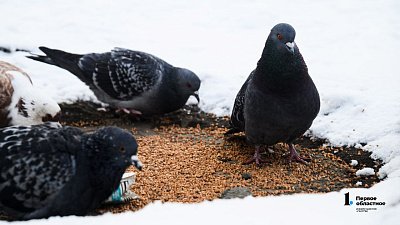 Южноуральцев ждет последний аномально холодный день в январе‑2026