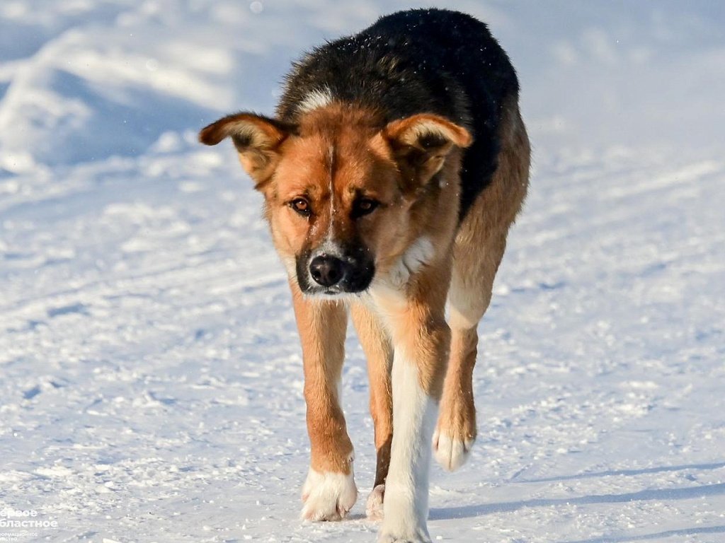В Магнитогорске ввели карантин по бешенству